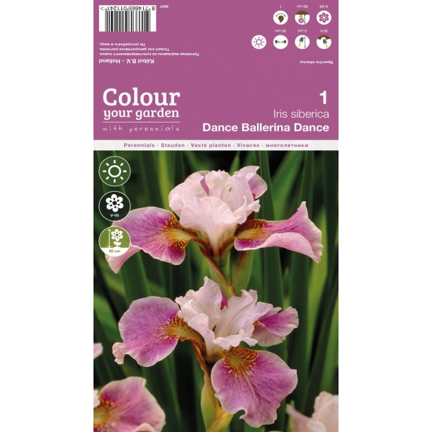 Sibirisk Iris ' Dance Ballerina Dance'