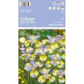 Sibirisk Iris ' Tipped in Blue'
