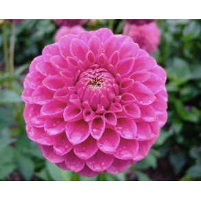 Dahlia Isabel