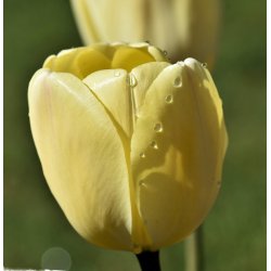 Tulipan Ivory Floradale