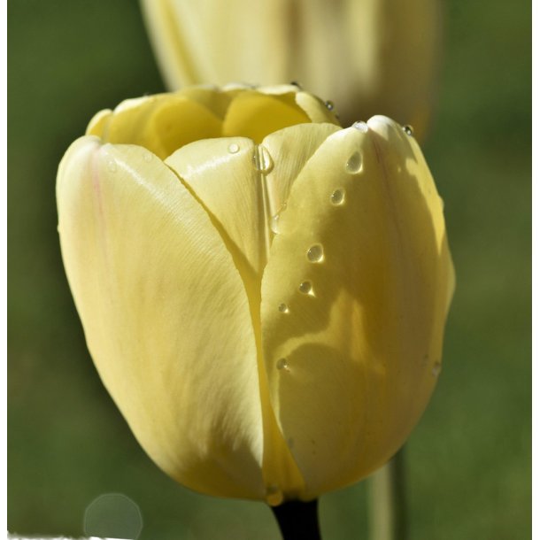 Tulipan Ivory Floradale