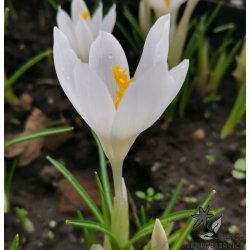 Krokus Ivory Princess