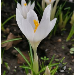 Krokus Ivory Princess