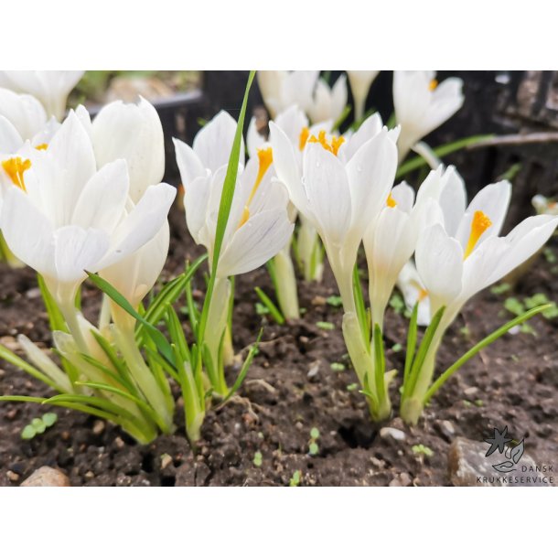 Krokus Ivory Princess