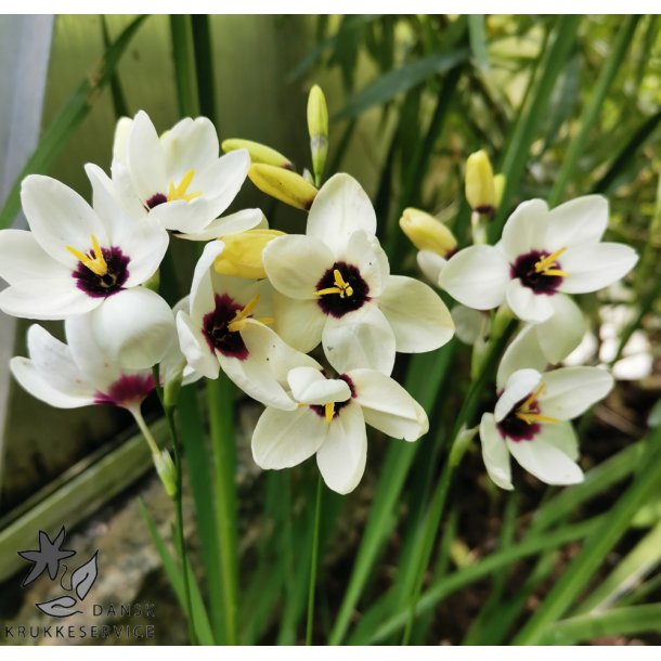 Ixia Hogarth, Kornlilje