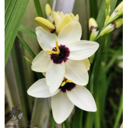 Ixia Hogarth, Kornlilje