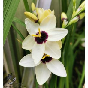 Ixia Hogarth, Kornlilje