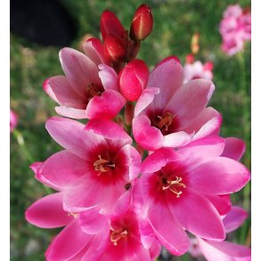 Ixia Mabel, Kornlilje