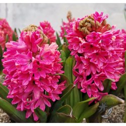 Blomsterl�g Oprydningspakke 1