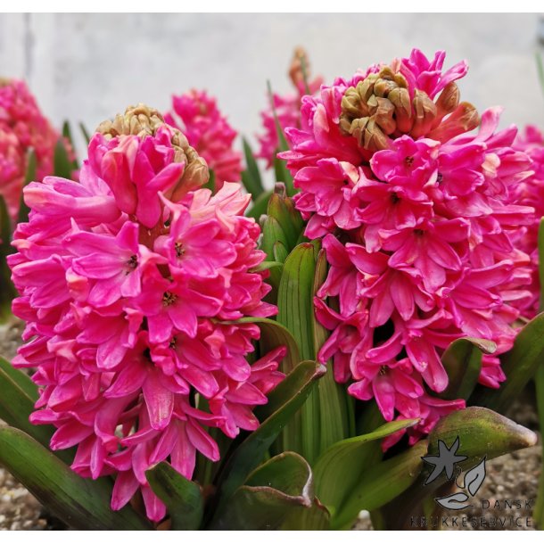 Blomsterl�g Oprydningspakke 1