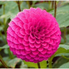 Dahlia Jan van Schaffelaar