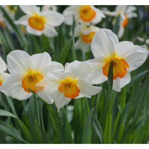 Pskelilje June Allyson