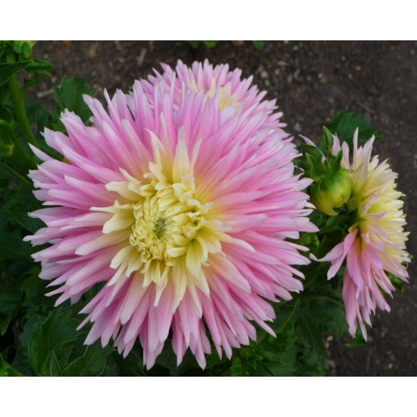 Dahlia Just Married