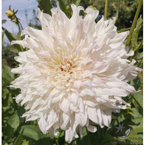 Dahlia Ka's Cloud