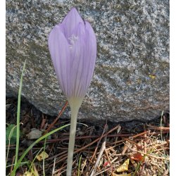 Efterrskrokus, Crocus karduchorum