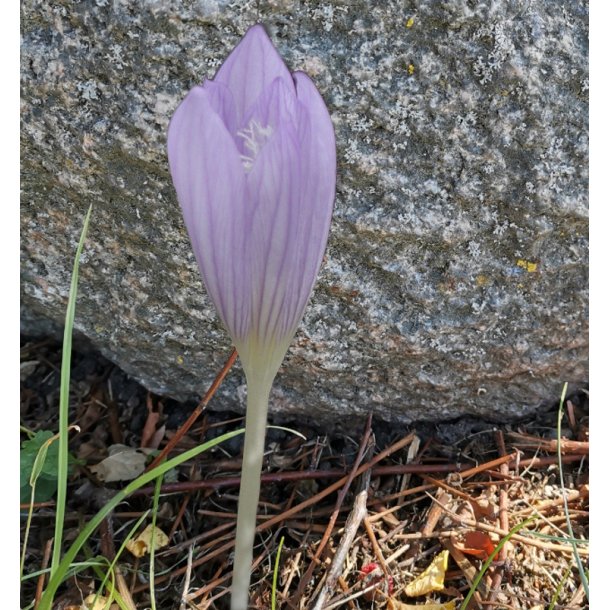 Efterrskrokus, Crocus karduchorum