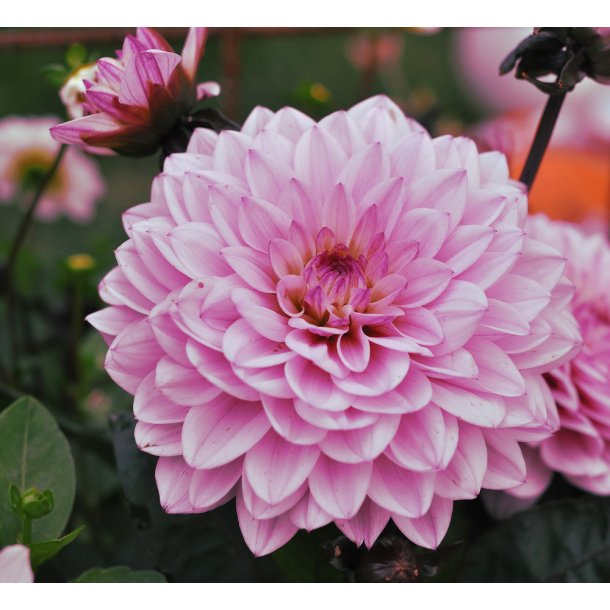 Dahlia Karma Prospero