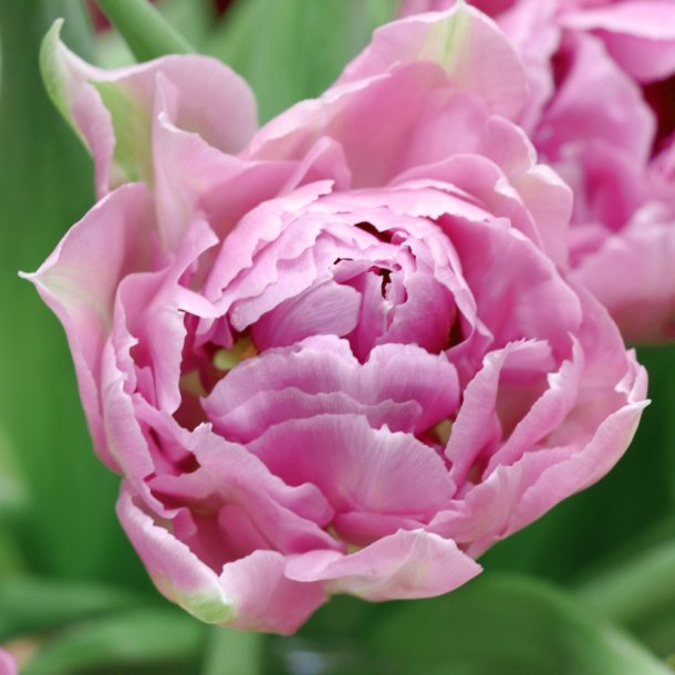 Tulipan Katinka