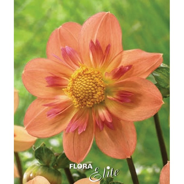 Dahlia Kelsey Annie Joy