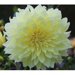 Dahlia Kelvin Floodlight