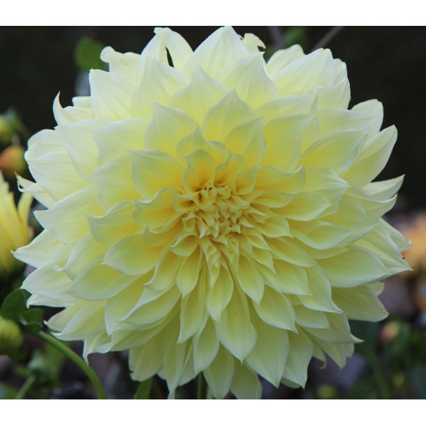 Dahlia Kelvin Floodlight