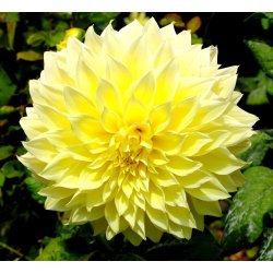 Dahlia Kelvin Floodlight