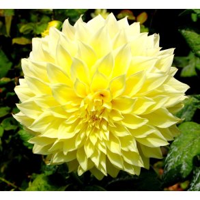 Dahlia Kelvin Floodlight