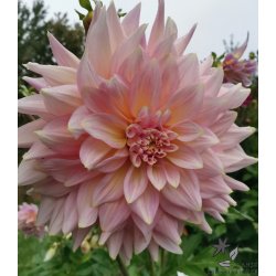 Dahlia Kidd's Climax