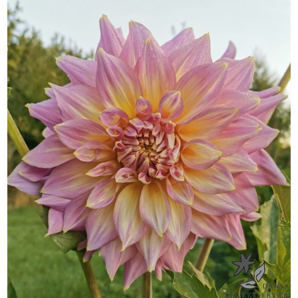 Dahlia Kidd's Climax