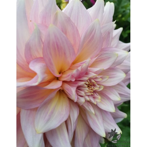 Dahlia Kidd's Climax