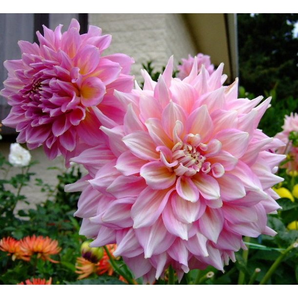 Dahlia Kidd's Climax