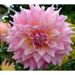 Dahlia Kidd's Climax