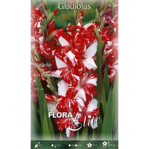 Gladiolus Koi Pursuit
