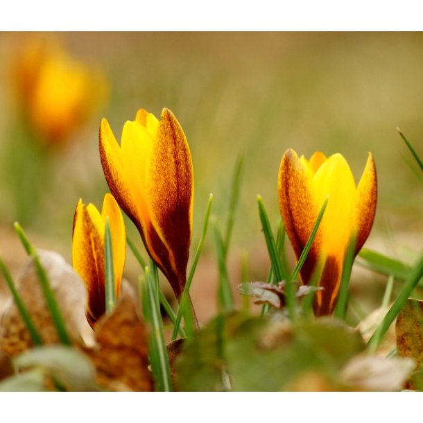 Krokus Korolkowii