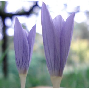 Efterrskrokus, Crocus karduchorum