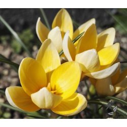 Blomsterl�g Oprydningspakke Insektvenlig