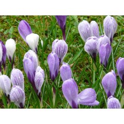 Spring Sky Krokusblanding