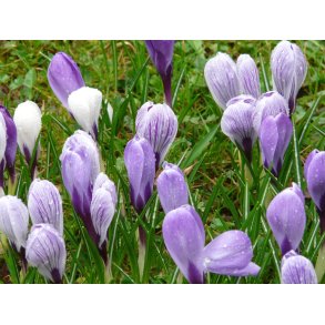 Spring Sky Krokusblanding