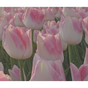 Tulipan Koyoko Takahashi