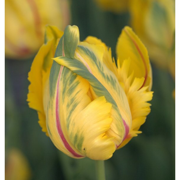 Tulipan La Courtine Parrot