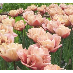 Tulipan La Belle Epoque