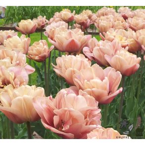 Tulipan La Belle Epoque