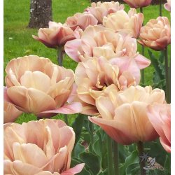 Tulipan La Belle Epoque