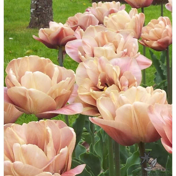 Tulipan La Belle Epoque