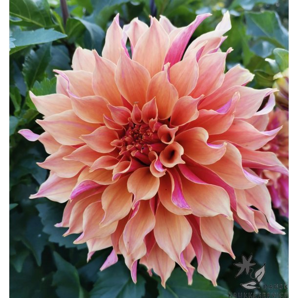 Dahlia Labyrinth