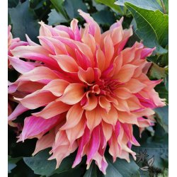 Dahlia Labyrinth