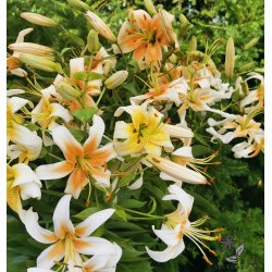 Lilium hybrid, Lady Alice