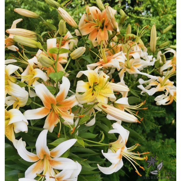 Lilium hybrid, Lady Alice
