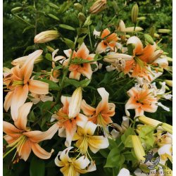 Lilium hybrid, Lady Alice