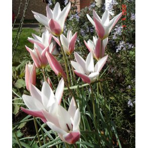 Botanisk Tulipan Lady Jane
